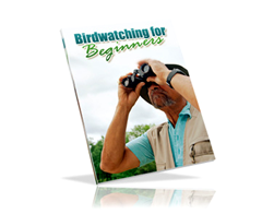 Free PLR eBook – Birdwatching for Beginner